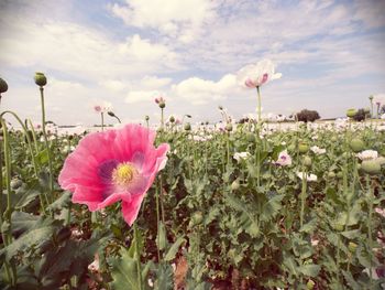 Close-up of pink poppy flowers growing in field