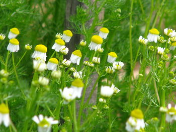 Close-up of yellow flowering plant on field