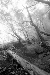 Scenic view of forest