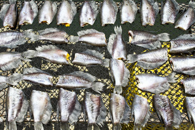 Full frame shot of fish on net at market for sale