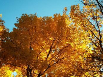 Low angle view of autumnal trees against clear sky