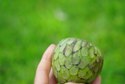 Close-up of hand holding fruit