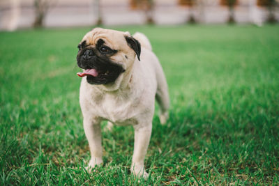 Portrait of a dog on field