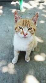 Portrait of cat on floor