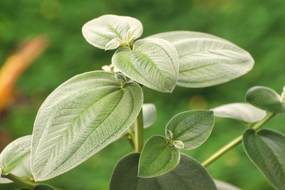 leaf