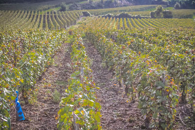 Plants growing in vineyard