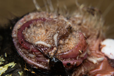 Close-up of crab