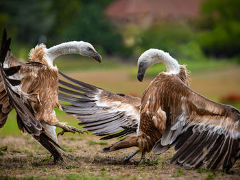 Vultures fighting on field