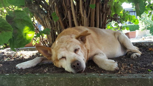 View of a dog sleeping