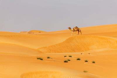 Middle eastern camel walking between sand dunes in the desert in united arab emirates