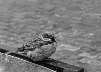 Close-up of bird perching outdoors