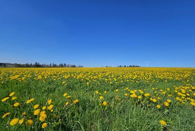 Scenic view of oilseed rape field against clear sky