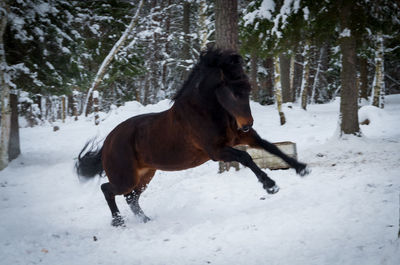 Dog on field during winter