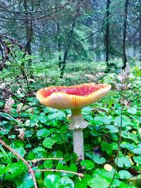 Close-up of fly mushroom in forest