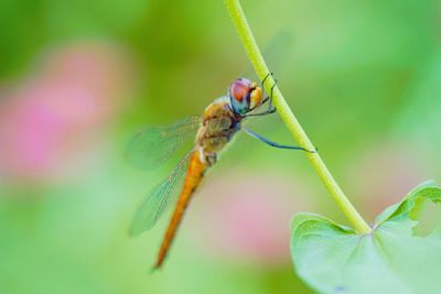 Close-up of insect on flower