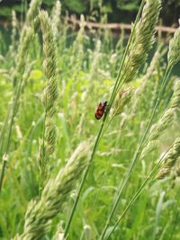 Close-up of ladybug on grass