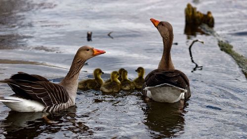 Greylag geese with goslings swimming in lake