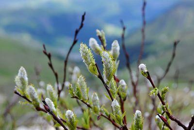 Close-up of flower buds growing outdoors