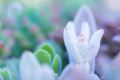 Close-up of purple white flower