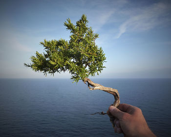 Close-up of hand holding tree against sea