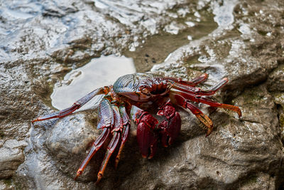 A crab on a rock in caleta negra black bay on the coast of the atlantic ocean in ajuy fuerteventura