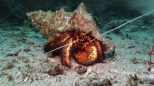 Close-up of turtle in sea