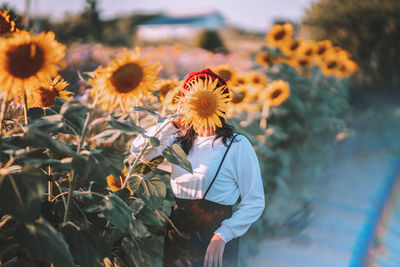 Close-up of sunflower on field