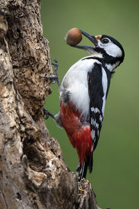 Close-up of bird carrying hazelnut in beak