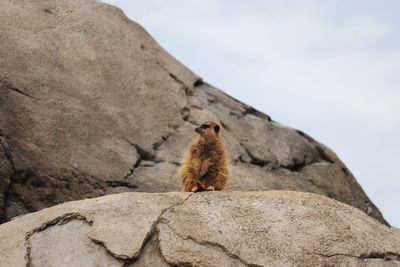 Low angle view of a cat on rock