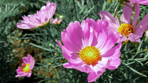 Close-up of pink crocus blooming outdoors