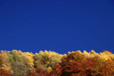 Low angle view of trees against clear blue sky