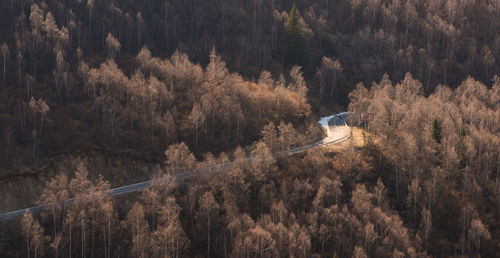 High angle view of road amidst trees in forest