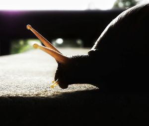 Close-up of cropped hand