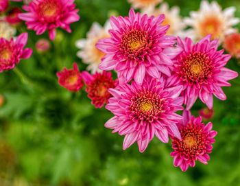 Close-up of pink flowering plants in park