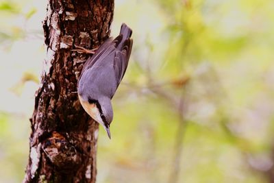 Close-up of bird perching on tree trunk