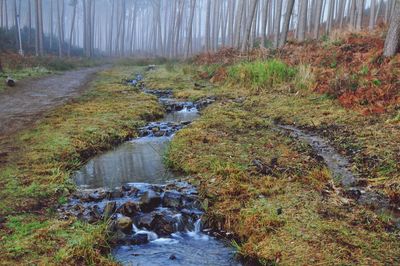 Stream amidst trees in forest