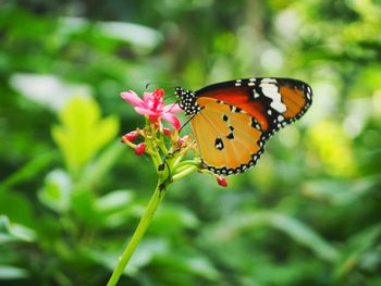 Butterfly perching on flower