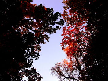 Low angle view of trees against sky