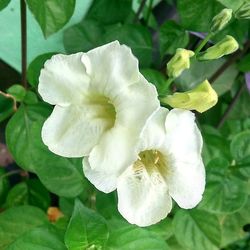 Close-up of white flower blooming outdoors