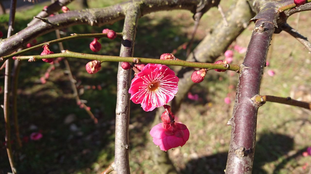 flower, branch, freshness, focus on foreground, growth, tree, fragility, red, close-up, nature, pink color, beauty in nature, twig, blossom, bud, petal, day, blooming, cherry tree, springtime