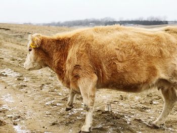 Cow at wind farm