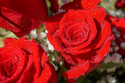 Close-up of wet red rose