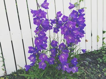 Close-up of purple flowers blooming outdoors