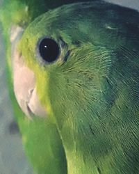 Close-up of parrot