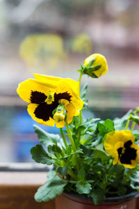 Close-up of yellow daffodil blooming outdoors