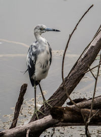 Bird perching on a branch