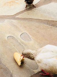High angle view of bird eating food