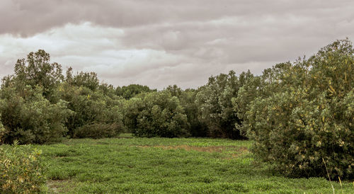 Scenic view of grassy field against cloudy sky