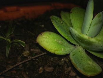 Close-up of fresh green plant