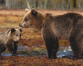 Brown bear with cub